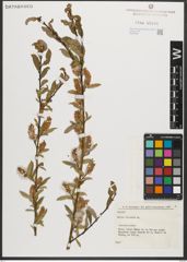 Foto von Salix triandra L.